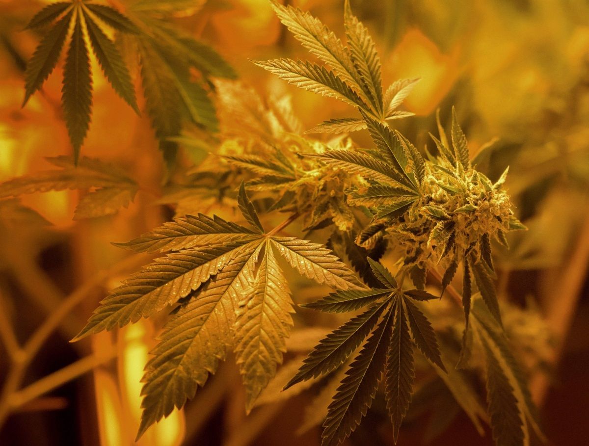 Soha ennyien nem támogatták még a könnyűdrog-legalizációt Amerikában