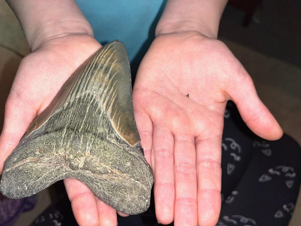 Egy 15 millió éve élt, hatalmas megalodon cápa fogára bukkant egy 9 éves kislány
