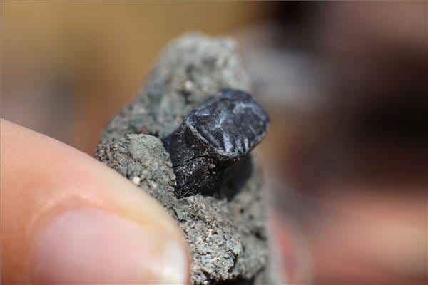 Képek: dinoszaurusz maradványokat találtak Iharkúton