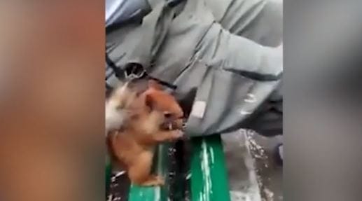 Így dolgozik a zsebtolvaj mókus (videó)