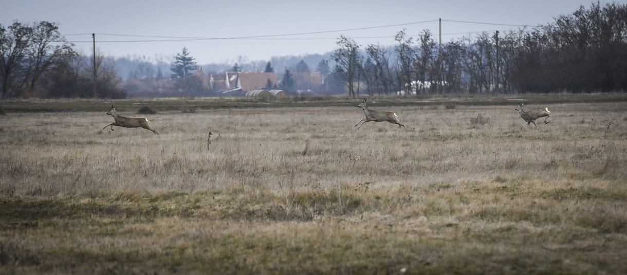 Tovább hadakozhatnak a vadászok ifjabb Mészáros Lőrinccel, ma sem lett jogerős ítélet