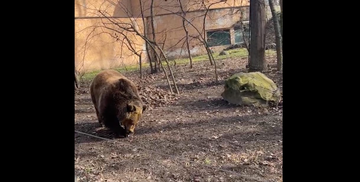 Mici és Ursula meglátta az árnyékát, de a tél hosszát nem jósolta meg – videó