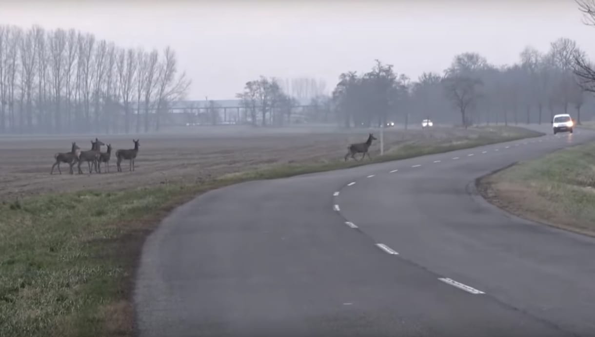 A csodaszarvas ma is él, a szlovák határnál tartja fel a forgalmat – videó