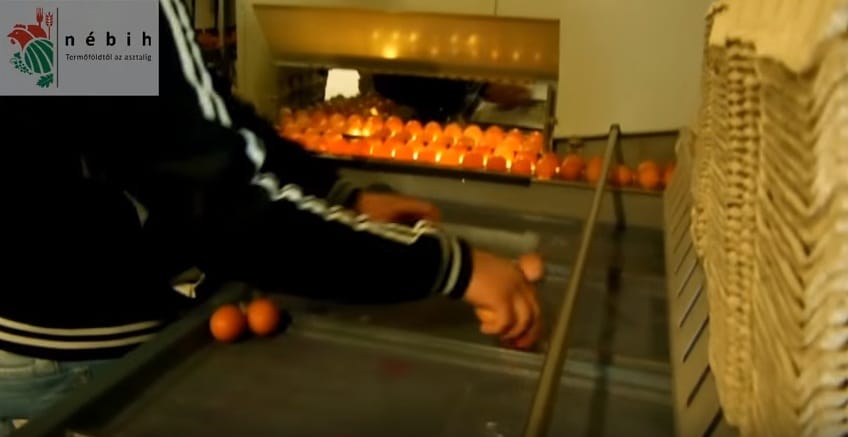 Magyarként akartak eladni rengeteg lengyel tojást – fotó, videó