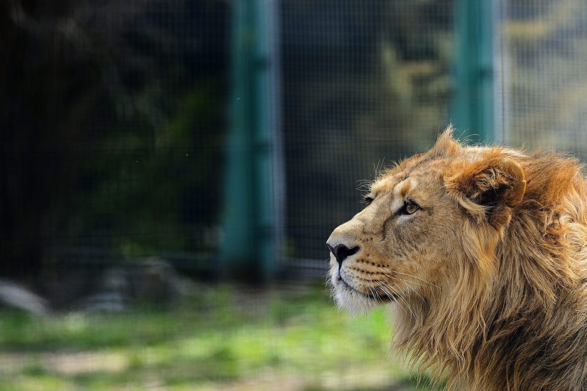 Emberre támadt a tbiliszi áradásban megszökött tigris
