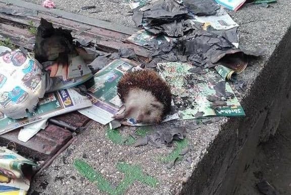 Bíróság elé állhat az élő sünt felgyújtó férfi