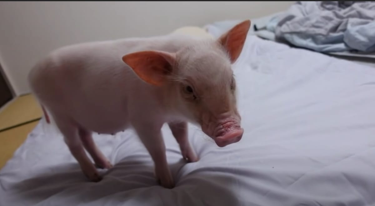 A Youtubon közvetítette, ahogy felnevelte a kismalacát, majd megette