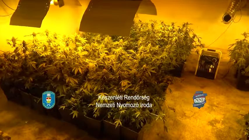 Majdnem félmilliárdot ér a Pest megyében lefoglalt vadkender – videó