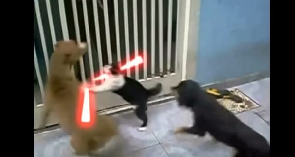 A nap videója: Star Wars – The Cat Unleashed