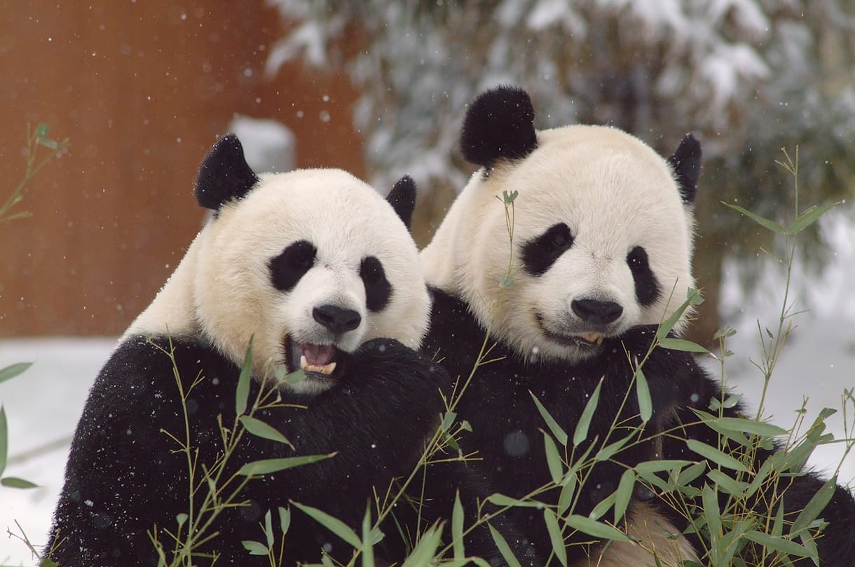 Egy panda találkozásából a hóval csak valami jó sülhet ki