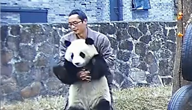 Heimlich-műfogással mentették meg egy fuldokló panda életét – videó