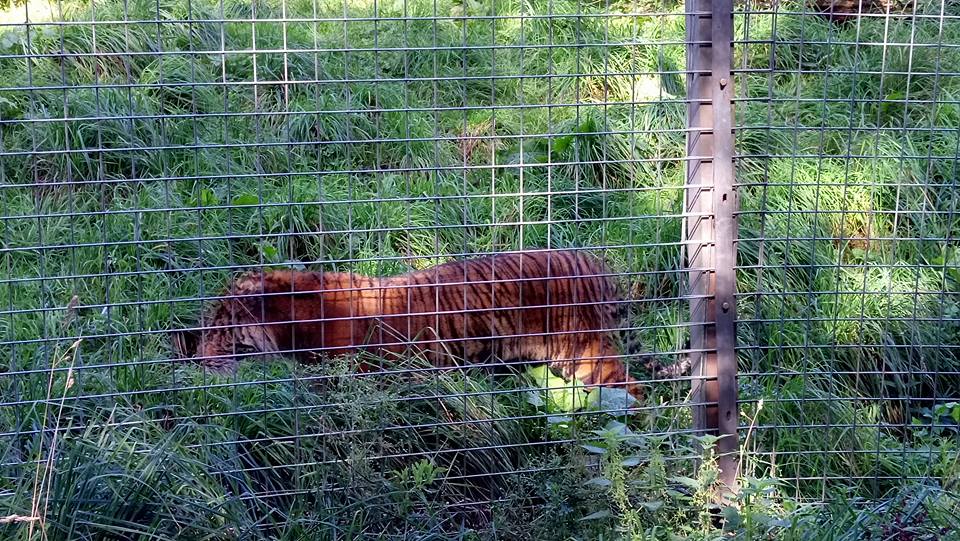 Emberölő tigris, ötszáz elhullott állat: bezárják az angliai horrorállatkertet