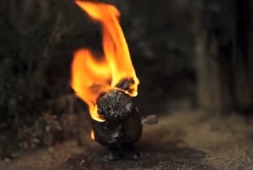 Lángoló nyúllal is lehet kampányolni