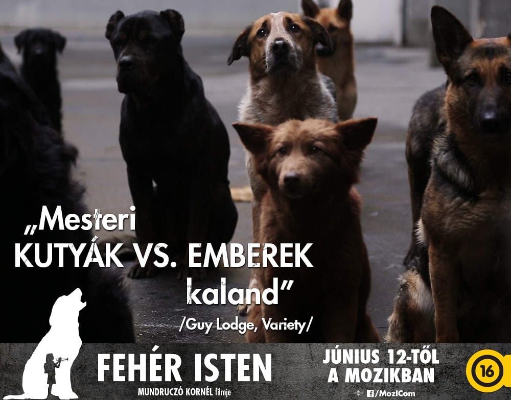 A Fehér istent nevezzük az Oscar-díjra