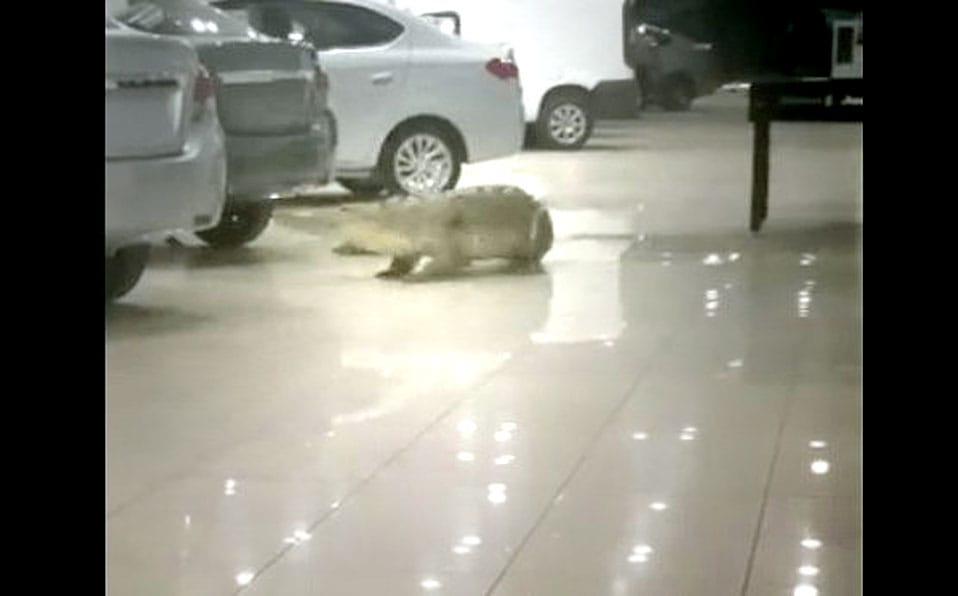 Videó: úgy sétálgatott egy krokodil egy autókereskedésben, mintha ott dolgozna
