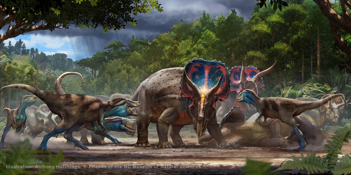 Összefonódott dinoszaurusz-csontvázakat mutat be egy amerikai múzeum