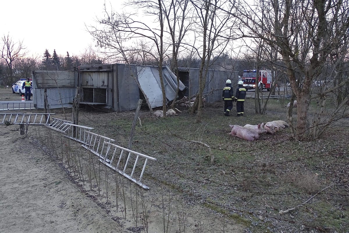 Fotó: Disznószállító kamion szenvedett balesetet