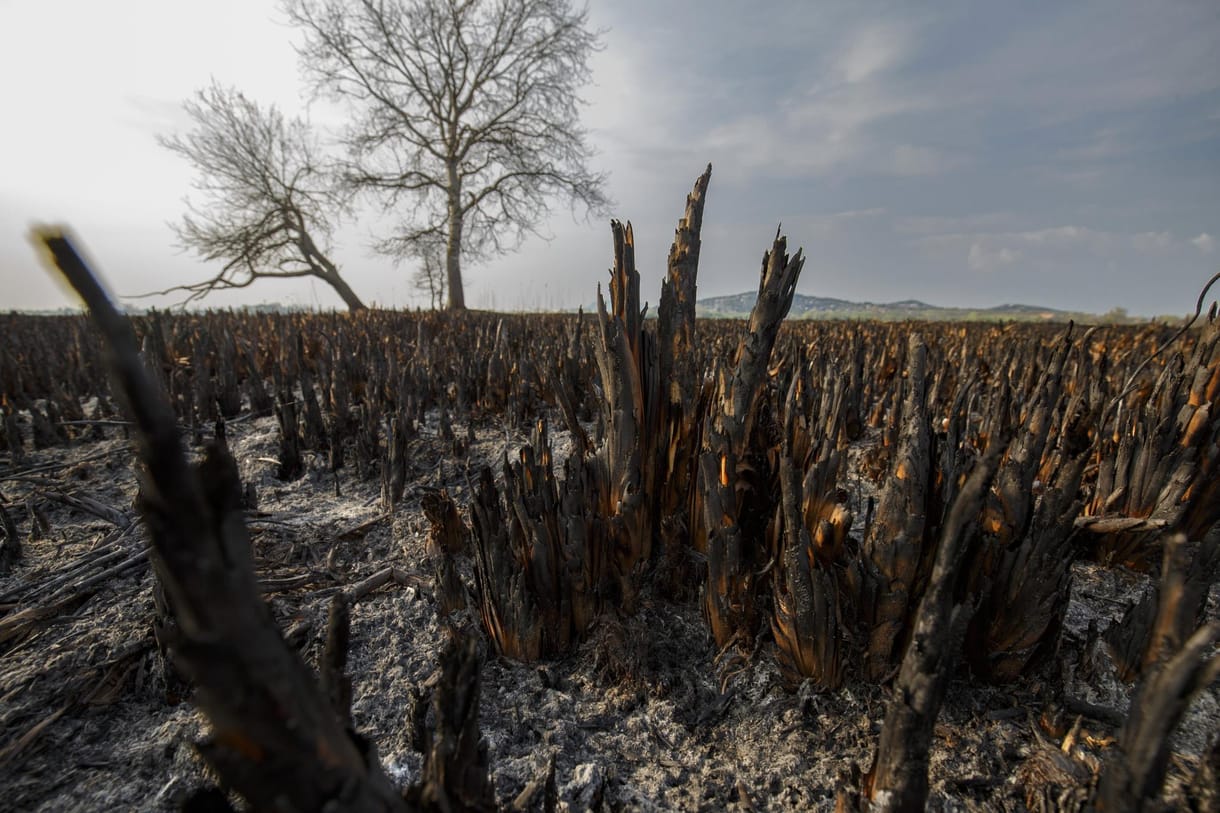 Négy év alatt megduplázódott a kiirtott nádasok területe a Balatonnál