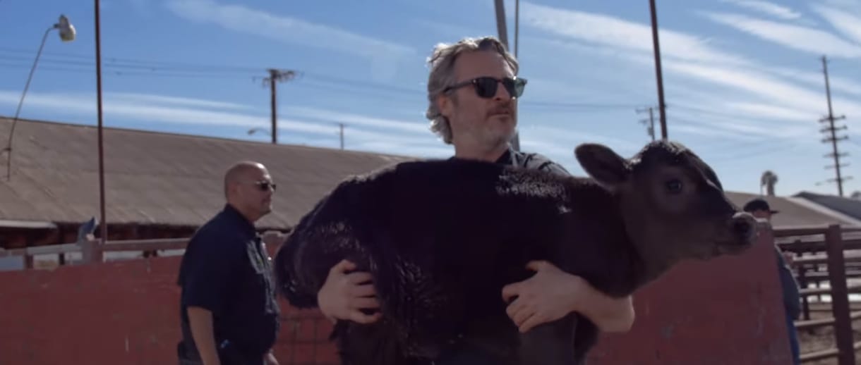 Joaquin Phoenix kicipelt egy borjút a vágóhídról