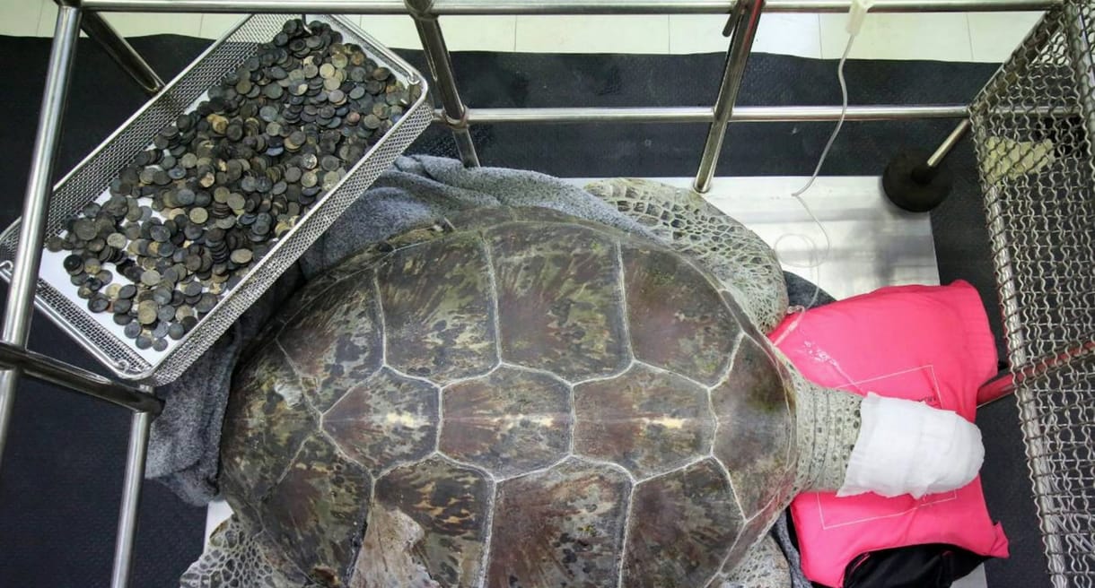 5 kiló pénzérmét találtak ennek a szegény teknősnek a gyomrában – fotók