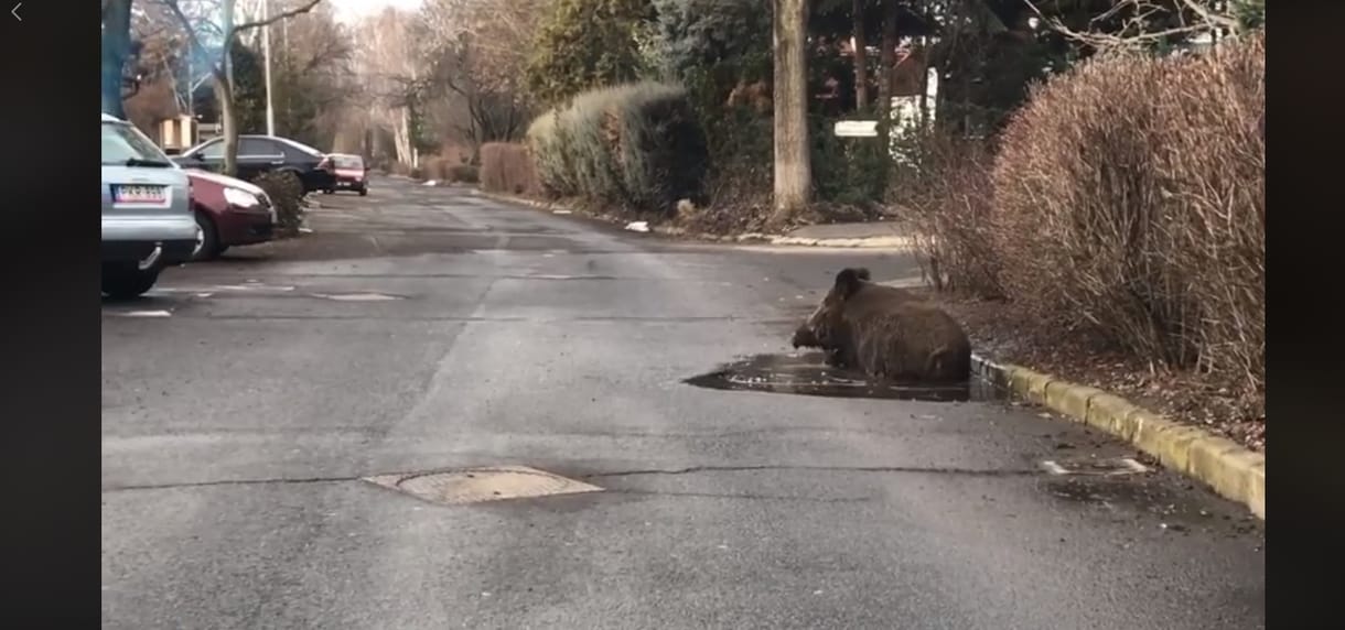 Kátyúban dagonyázó vaddisznót videóztak le Debrecenben