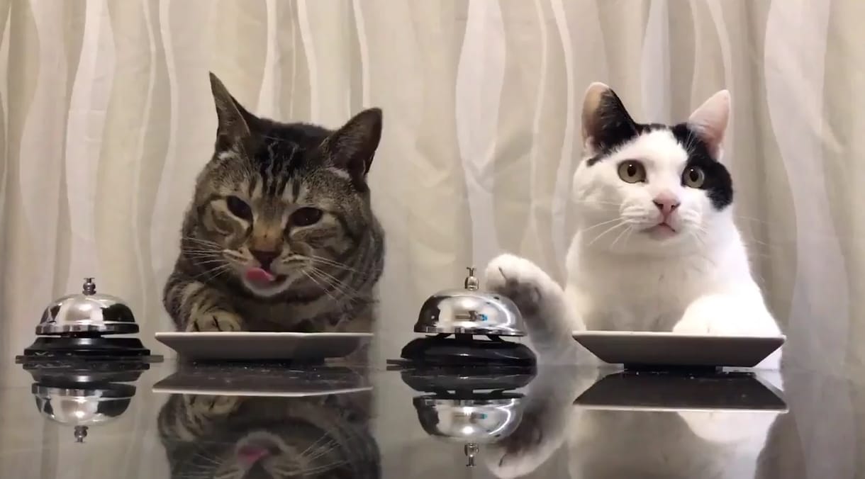Videó: Ezek a macskák megtanulták, hogy csengetniük kell, hogy enni kapjanak