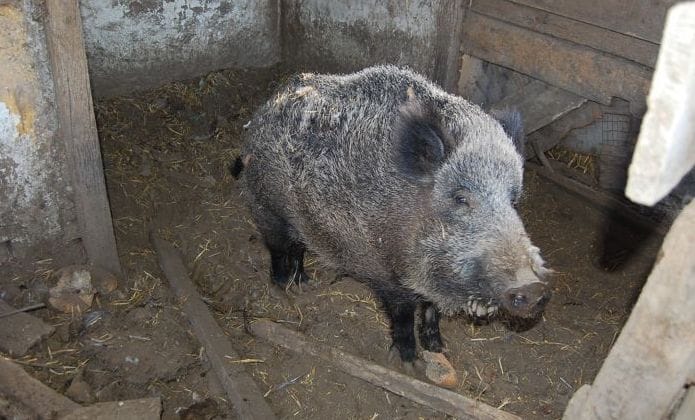 Elemlámpával ijesztik el a disznókat Miskolcon