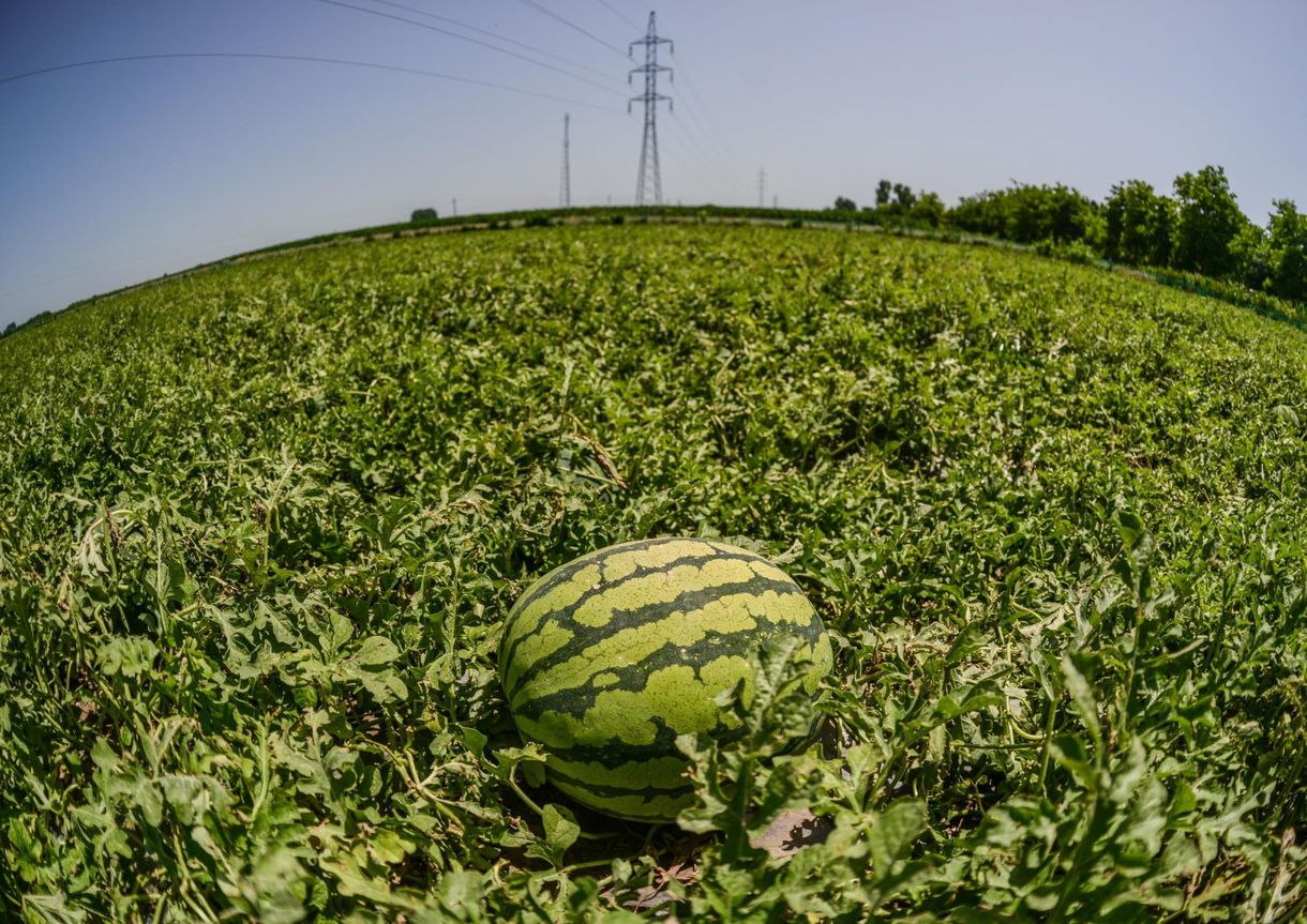 Nekiment az Agrárkamara a Lidlnek a magyar dinnyék miatt