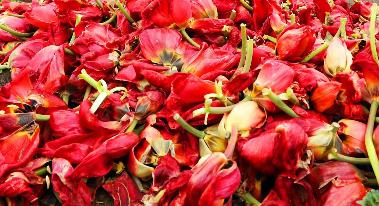 Tulipánfesték és hangszigetelő farmer: bármilyen hulladékot újra lehet hasznosítani