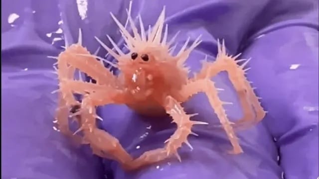 Mindenkit levesz a lábáról ez a bébi királyrák, amit a Mexikói-öbölben találtak – videó