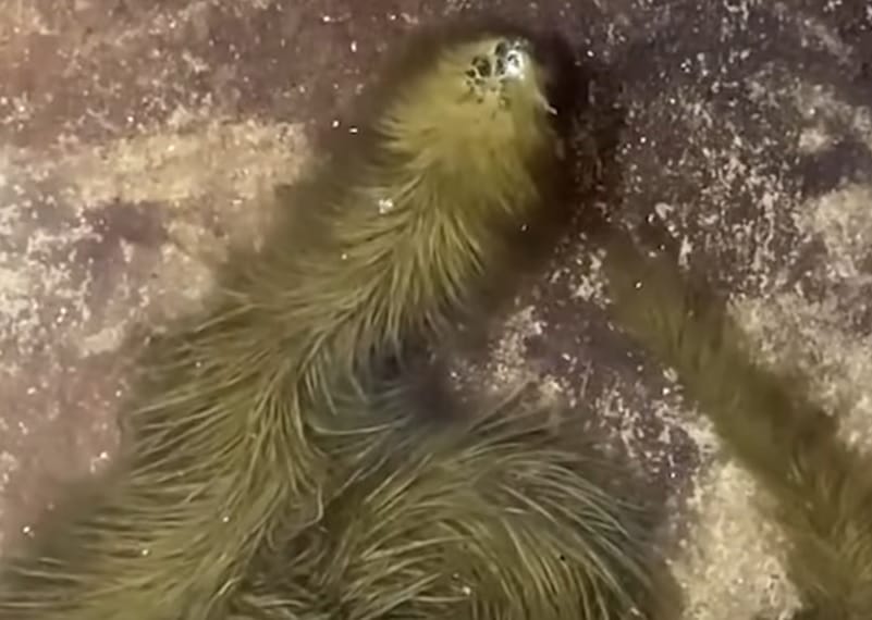Szőrös kígyót találtak Thaiföldön, lehet, hogy egy teljesen új fajhoz tartozik – videó
