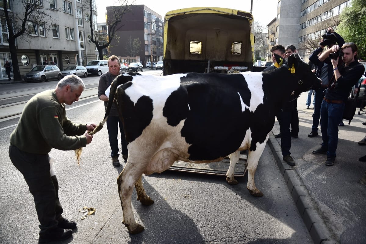 Púzó és böfögő tehenek miatt aggódik az ENSZ