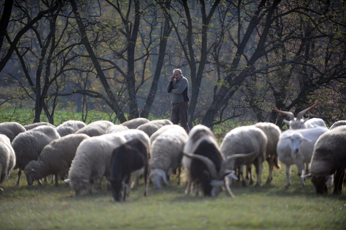 Juhnyájba rohant bele egy Budapestre tartó vonat Maroskeresztúrnál