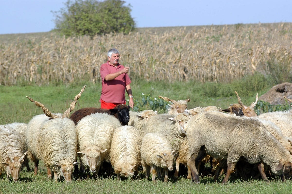 Egymilliárd forintos kárt szenvednek el a juhászok