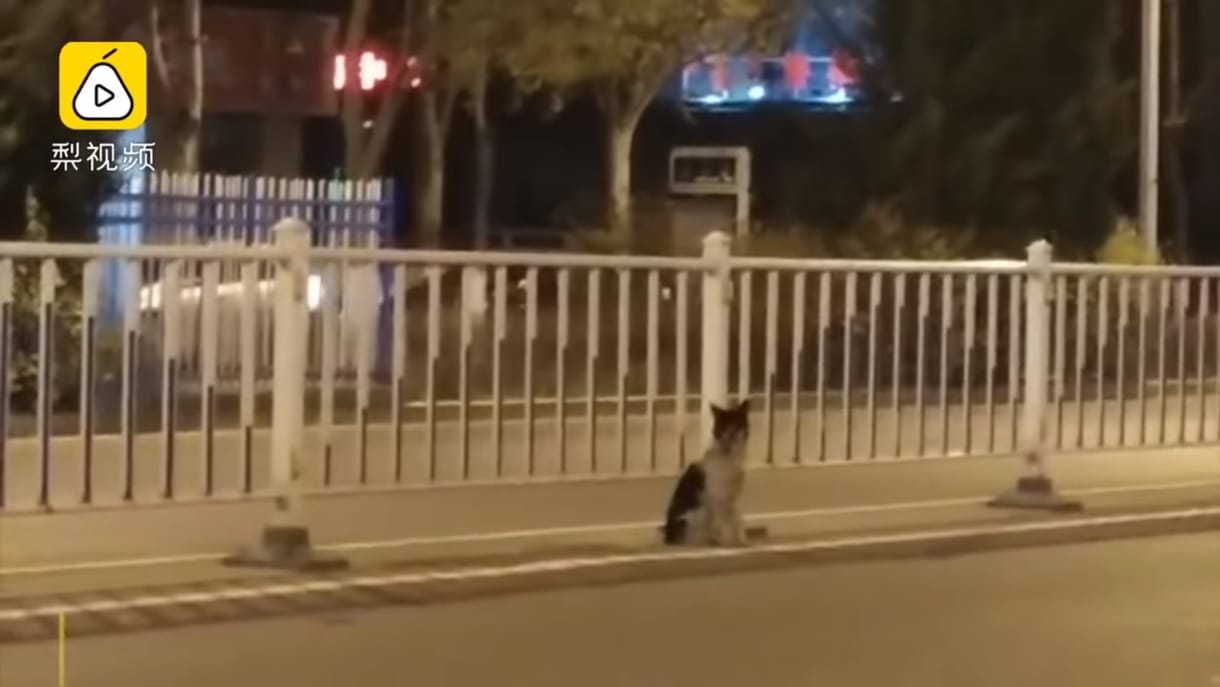 80 napja nem mozdul az út széléről egy kutya, amelyik halott gazdáját várja – videó