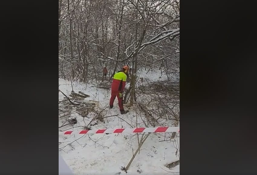 Vágják a fákat a Normafánál, egy magán telken