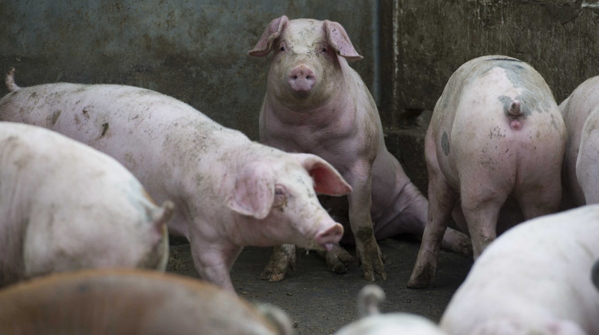 Afrikai sertéspestist mutattak ki romániai házisertéseknél, közel a magyar határhoz