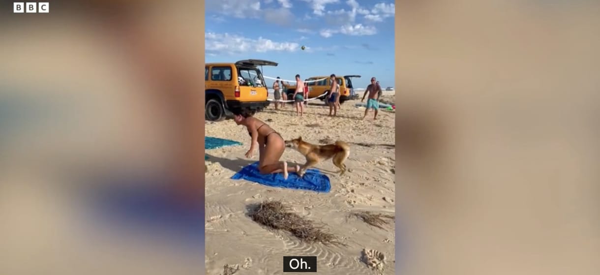 Az ember nyugodtan ejtőzne a strandon, erre jön egy dingó, és fenéken harapja
