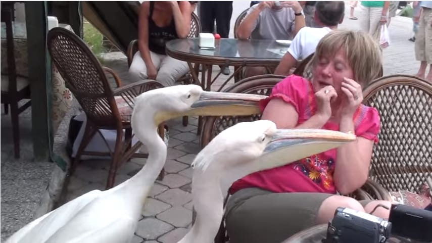 Ételt követelő pelikánok: a fél világ ezen a turistán nevethet – videó