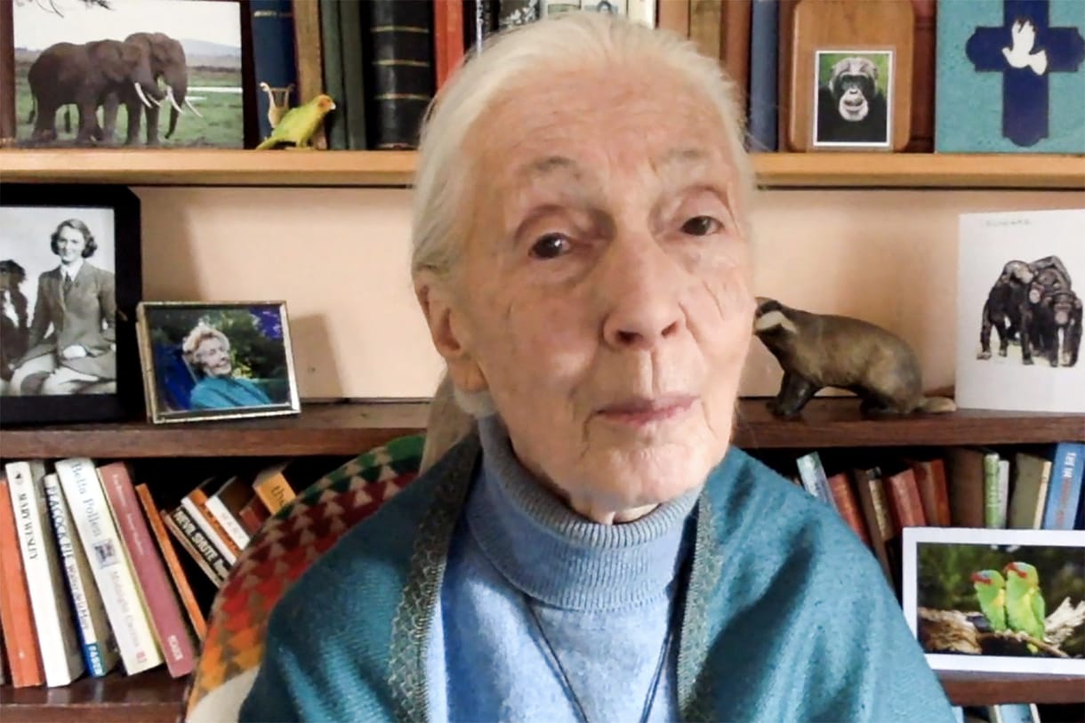 „Védjétek meg az értékes erdeiteket” – Jane Goodall videóban üzent a magyaroknak