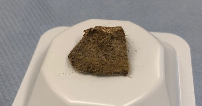 Különleges leletre bukkantak egy 14 ezer éve élt állat gyomrában
