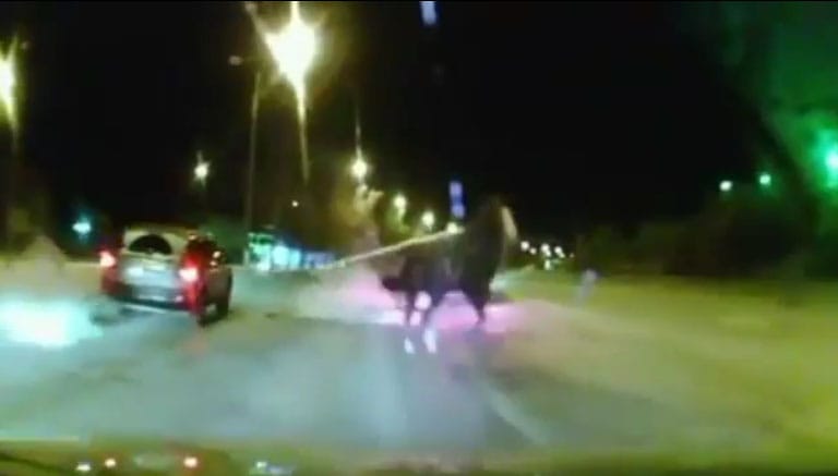 Mit keres egy megvadult ló az éjszakai, városi forgalomban? - videó