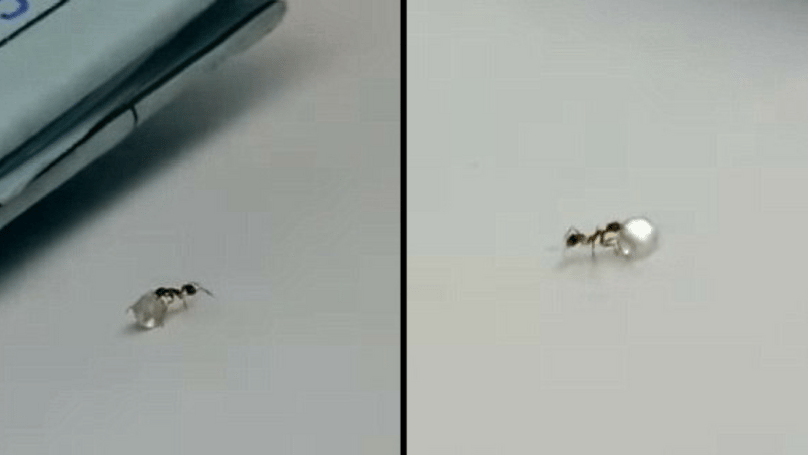 Ő a világ legkisebb gyémánttolvaja