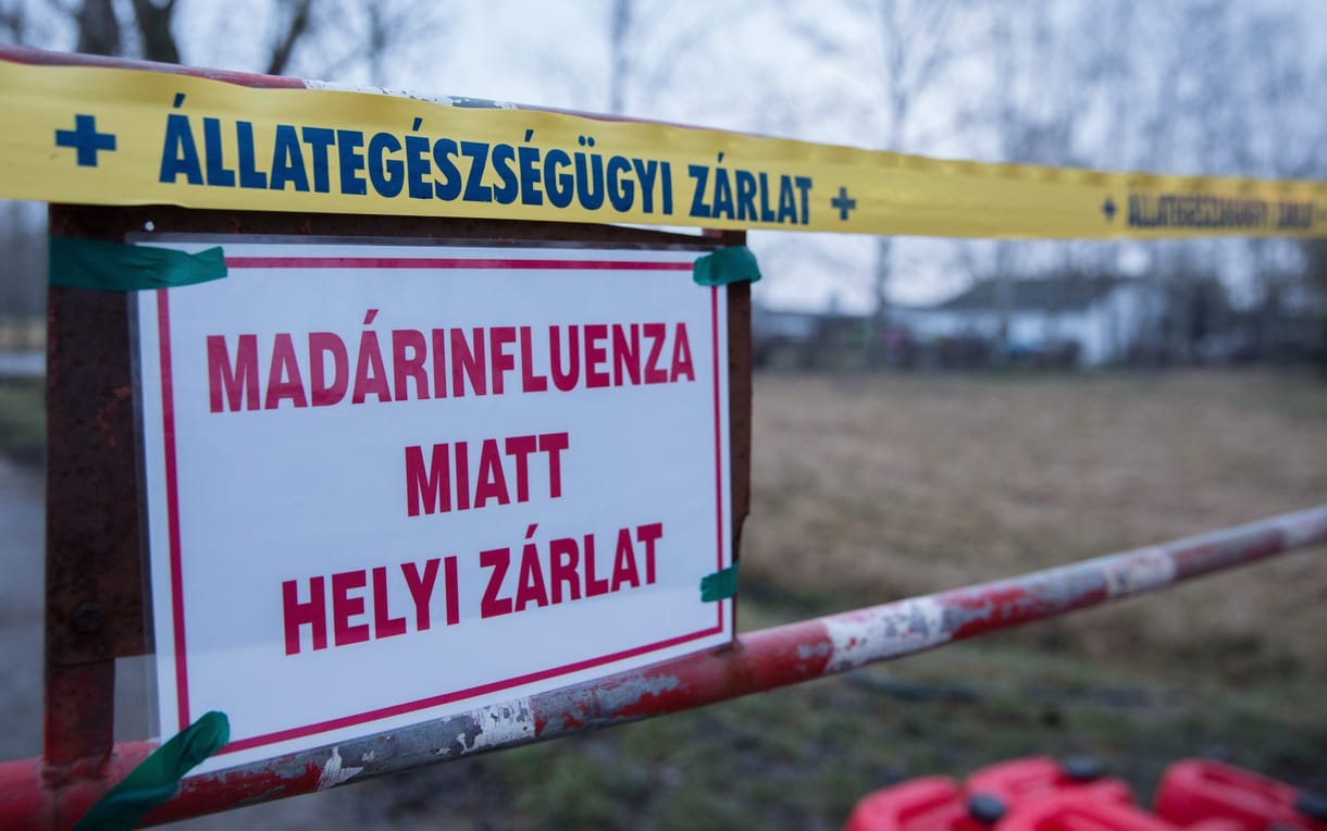 Megjelent a madárinfluenza Budapesten, a Noé állatmenhely összes madarát el kell altatni