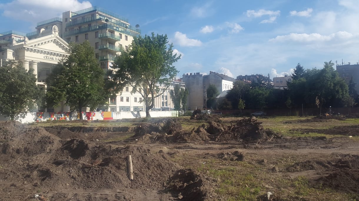 Nem menekültek meg az újlipótvárosi jegenyefák