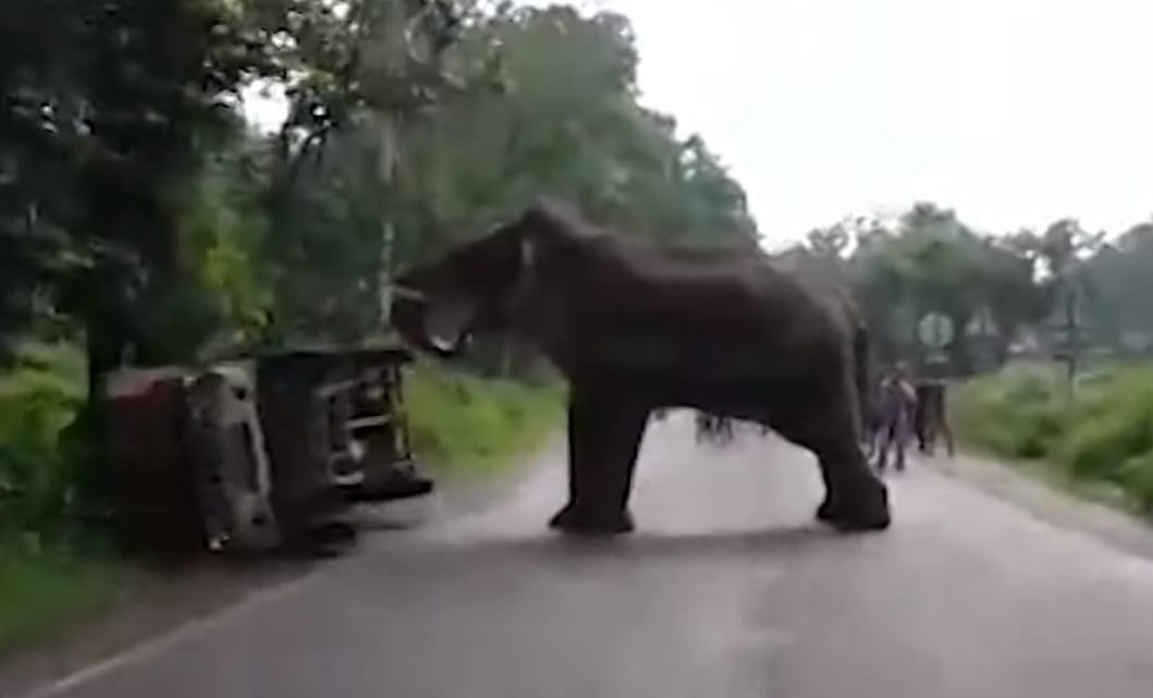 Ilyen könnyedén borít fel egy furgont egy morcos elefánt – videó