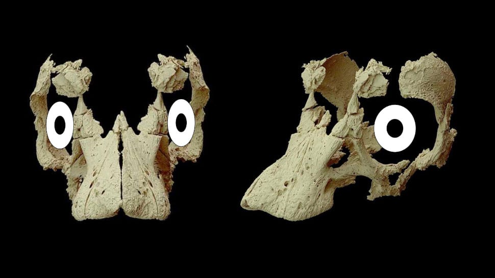 Meglepő állapotban találtak rá egy 80 millió éves titanoszaurusz-embrióra