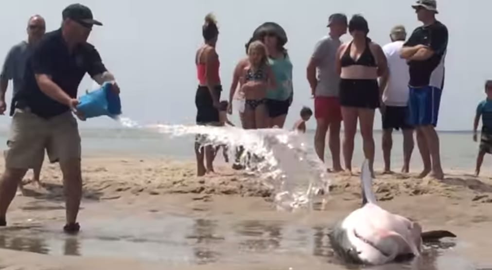 Videó: Strandolók mentették meg egy partra vetődött cápa életét