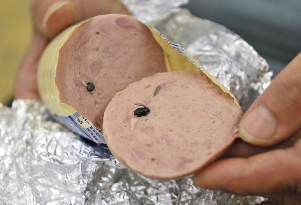 Fotó: légyott a felvágottban