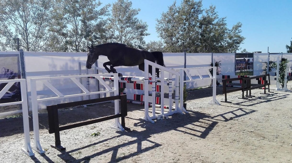 Tragikus balesetben egy lovasverseny bemelegítésén halt meg egy versenyző Szardínián